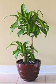 9d46f359b614cce69ed0d966cf739d66 Jpg 427 640 Pixels Corn Plant Indoor Plants House Plants Indoor