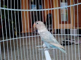 30 Jenis Lovebird Tercantik Lengkap Dengan Gambarnya Burungnya Com Gambar Burung Hewan