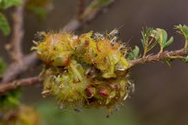 Image result for Kotschya