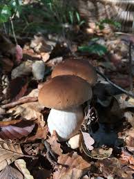 Cepe De Bordeaux Boletus Edulis 2017 France Champignon Comestible Cueillette Champignon Faune Et Flore