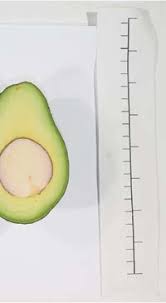 Image result for Avocado Light 1972 Montgomery Ward