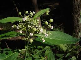Image result for Asclepias buchwaldii