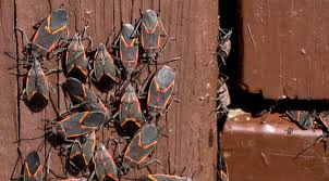 The nuisance occurs when the ones warmed by heat from the furnace or the sun become active during the winter. Boxelder Bugs Are Overwintering Pests Colonial Pest Control