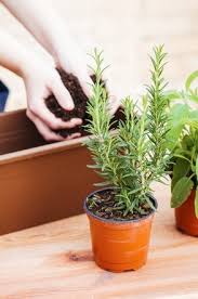 Terracotta pots for herbs ideally, you should use terracotta pots with a big hole in the bottom and a saucer that the water can drain into. 10 Important Tips To Create Your Own Indoor Herb Garden