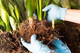 Read on for more about sansevieria trifasciata the snake plant! Snake Plant Propagation 4 Ways To Grow Snake Plant Cuttings Smart Garden Guide