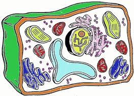 Maybe you would like to learn more about one of these? 8 Science Ideas Plant And Animal Cells Animal Cell Plant Cell
