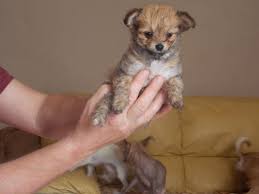 Check spelling or type a new query. Small Fluffy Chinese Dog Breed Novocom Top