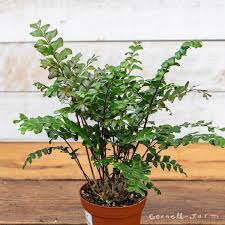 Image result for Didymochlaena