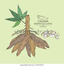 Image result for Manihot