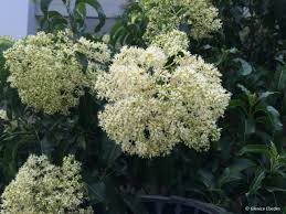 Image result for Nuxia