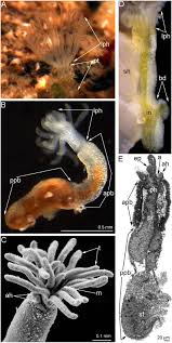 Image result for Osyridicarpos