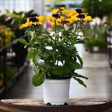 Image result for Rudbeckia