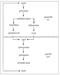 Buatlah skema daur hidup tumbuhan paku homospora mas dayat. Metagenesis Tumbuhan Paku Dan Lumut Website Pendidikan