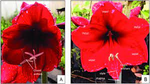 Morphological Characteristics Of Flowers Of Amaryllis In The First Hour Download Scientific Diagram
