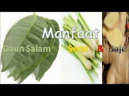 Kemudian masukkan daun bidara kering. Ini Manfaat Daun Salam Serai Dan Jahe Youtube Serai Obat Alami Daun