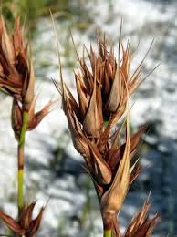 Image result for Tetraria