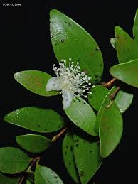 Image result for Bertiera angusiana