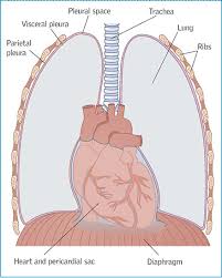 In healthy lungs, these membranes ensure that a small. Assessment And Management Of Patients With Pleural Effusions