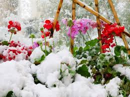 We have a variety of photos from bouquets to garden flowers. 11 Photos Of Flowers Growing In Unusual Places From The Grapevine