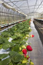Leave a reply cancel reply. Mr Mrs O Strawberry Picking At Ginoza Strawberry Farms Strawberry Farm Hydroponic Strawberries Home Vegetable Garden