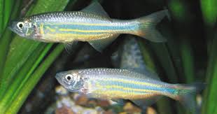 Pin On Aquariums