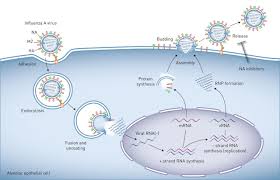 Influenza b viruses are subdivided into two major lineages, b/yamagata and b/victoria. Influenza Virus Induced Lung Injury Pathogenesis And Implications For Treatment European Respiratory Society