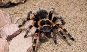 No brasil, as cobras venenosas são distribuídas em 61 espécies. Aranhas Mais Venenosas Do Brasil E O Que O Veneno Delas Pode Causar