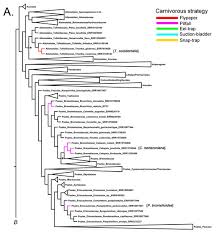 Image result for Thomandersiaceae