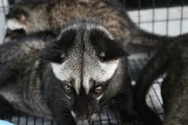 Hasil gambar untuk mengatasi penyakit pup pada musang