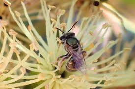 Image result for Lipotriche