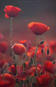 Pin On Beautiful Flowers Foliage Trees