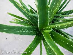 Image result for Aloe barendii