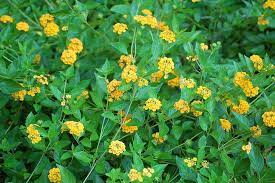 Propagating Lantana Plants Growing Lantana Seeds And Cuttings Lantana Plant Propagating Plants Lantana