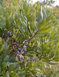 Image result for Myrica serrata