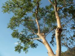 Image result for Albizia tanganyicensis