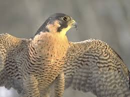 Its breast is finely barred. Peregrine Falcon