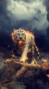 Wayfair.com has been visited by 1m+ users in the past month Tiger Wallpaper Kolpaper Awesome Free Hd Wallpapers