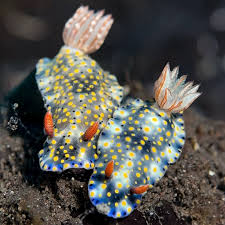 Image result for Platostoma strictum