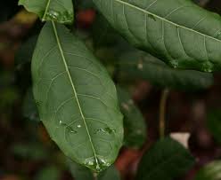 Image result for Xymalos monospora