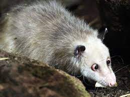 Opossum 2 — opossum, fetischberg, s. Letztes Leipziger Opossum Teddy Tot Zoo Beendet Haltung Der Beutelratten Lvz Leipziger Volkszeitung
