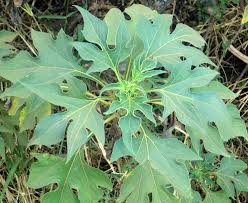 Image result for Tithonia diversifolia