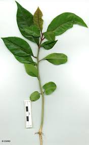Image result for Pisonia aculeata