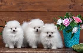 Find and download puppy wallpaper on hipwallpaper. Hd Wallpaper Three White Pomeranian Puppies Flowers Roses Fluffy Trio Wallpaper Flare