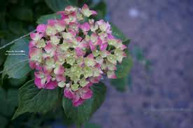 20140601 第一次拍到繡球花 好lucky 原本今天只是出門走走 看看附近有沒有開新的花 沒想到有戶人家的門前居然種了兩盆繡球花 雖然尚未完整綻放 有的因雨凋零 所幸仍有尚堪完整的花形 立刻捕捉美麗的花姿 滿足了感謝愛花鄰居提供的意外之喜 plants