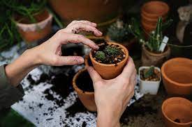 A 60:40 or 50:50 potting soil : Choosing The Best Soil For Your Houseplants Wholesale Landscaping Supplies Irwindale Ca