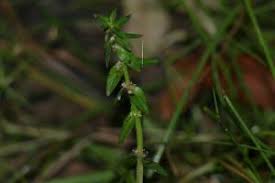 Image result for Rotala capensis
