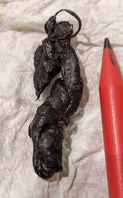 Image result for marten poop
