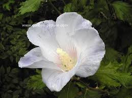 Pin On Yard Garden