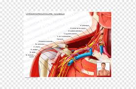 Lawdowsky undowsjannikow, grundlage zum studium der mikroskopischen anatomie des menschen und tieres. Supraklavikulare Fossa Supraklavikulare Lymphknoten Anatomie Arteria Subclavia Supraklavikulare Nerven Anatomie Der Haut Anatomie Musculus Anterior Scalene Schlusselbein Png Pngwing