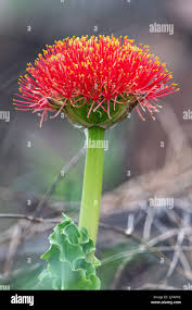 Image result for Scadoxus puniceus